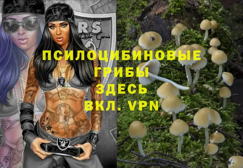 Псилоцибиновые грибы GOLDEN TEACHER  Кириллов 